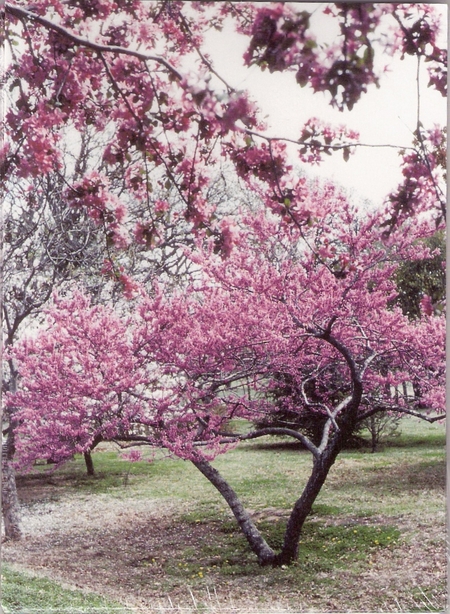 Redbud Note Cards