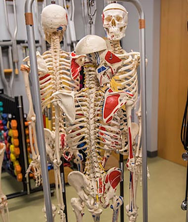 anatomy skeletons