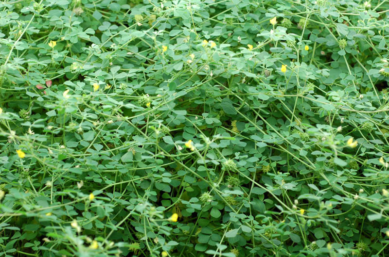 Medicago truncatula