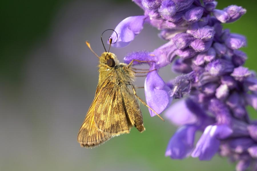 A native moth on a flower.