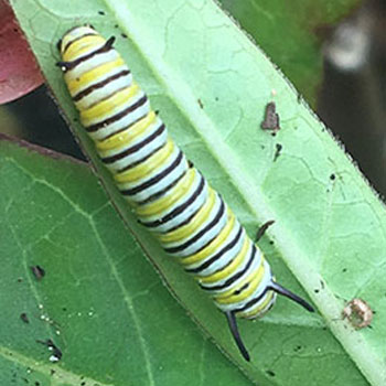 The first monarch caterpillar in the TWU Butterfly Garden