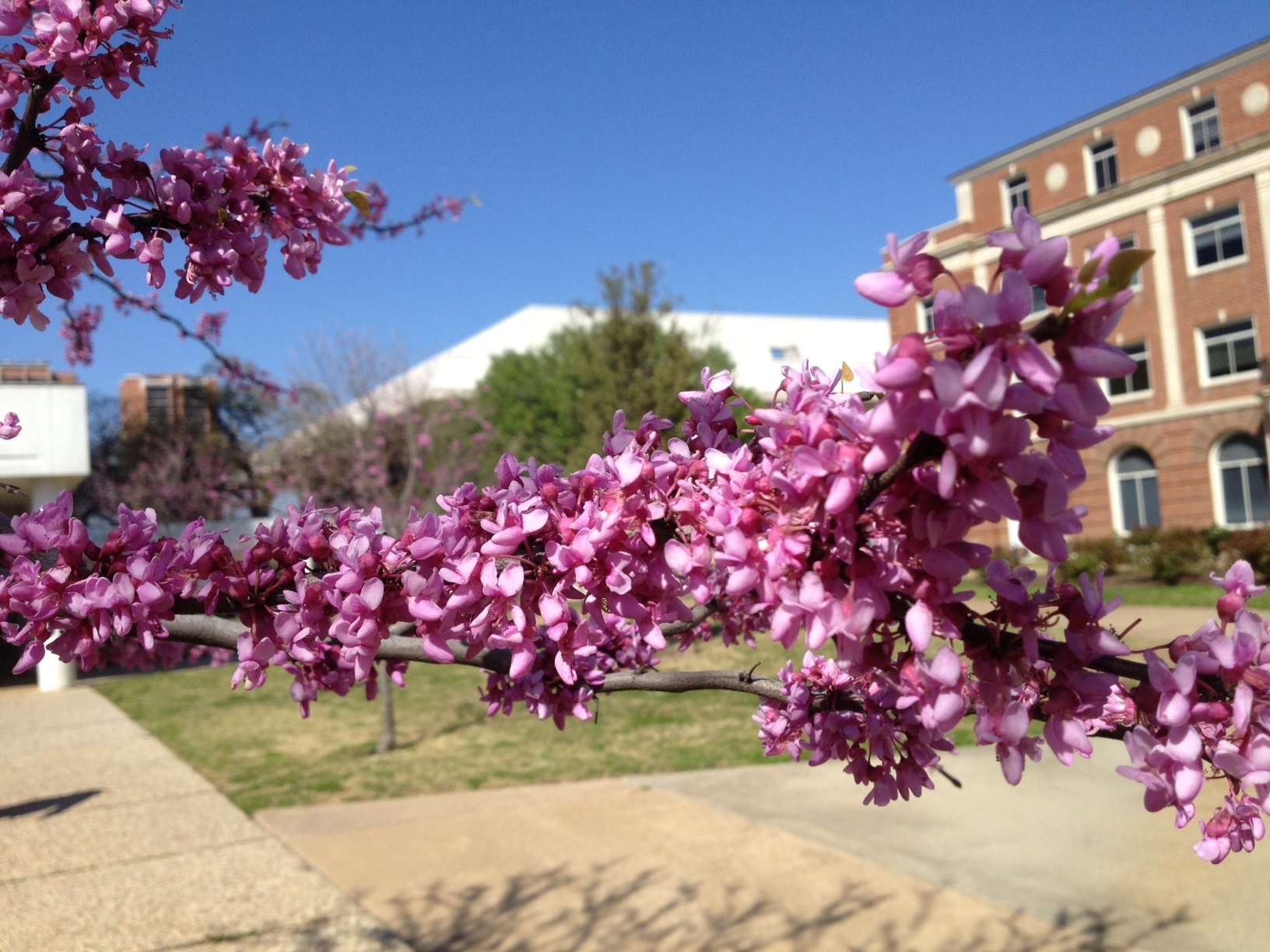 Redbud trees in bloom on the TWU Denton campus