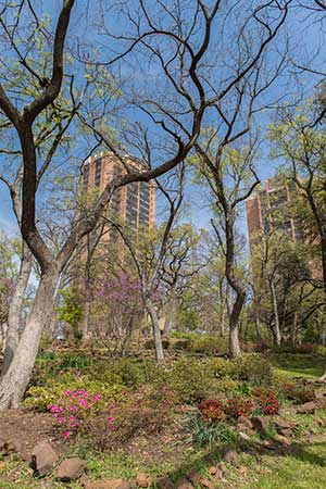 The dorm towers on TWU's Denton campus seen through a tree grove.