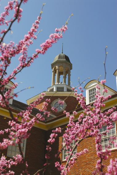 TWU library and redbuds in bloom