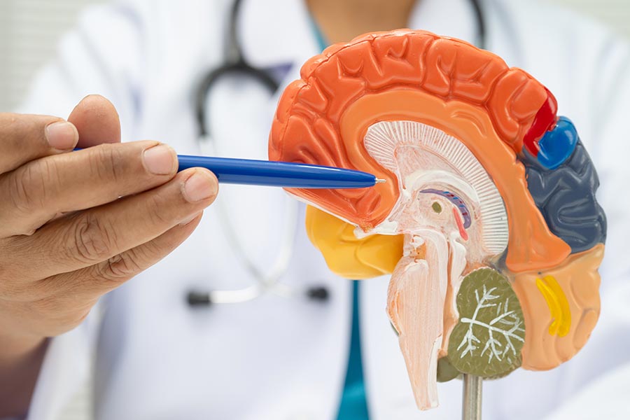 hand with a blue pen points to a 3-D model of a brain